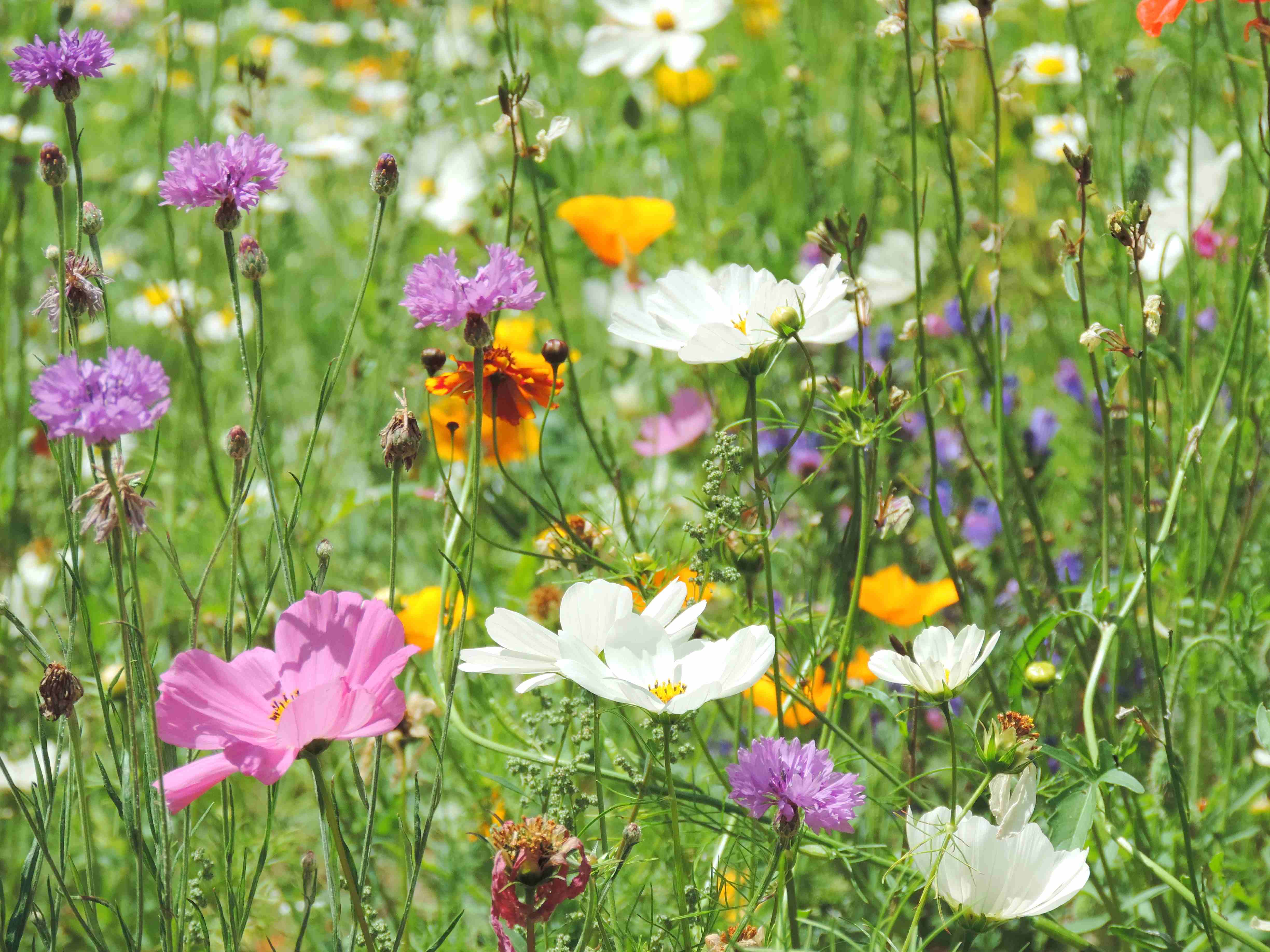 Wildflower bank at the car park in Radford Park! – Liphook in Bloom
